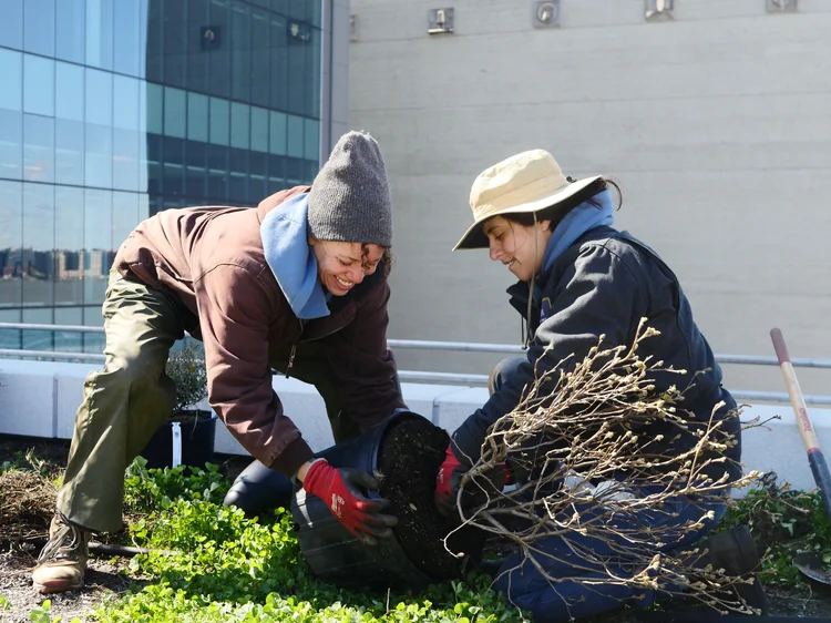 Brooklyn Grange Plants Food Forest atop The Javits Center